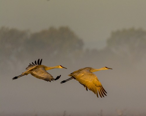 Sandhill_Cranes_in_Flight_at_Staten_Island_2.jpg